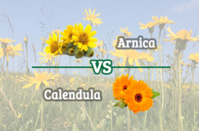 Quelles sont les différences entre le calendula et l’Arnica montana ? 