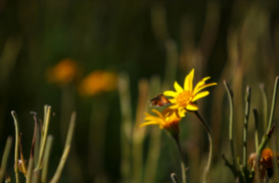 L'arnica sauvage : une plante en danger