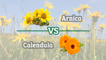 Quelles sont les différences entre le calendula et l’Arnica montana ? 